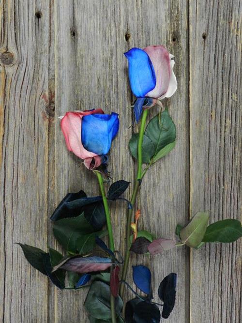 FLAG - RED, WHITE, & BLUE  TINTED COLOR ROSES